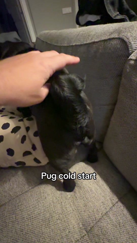 TikTok video thumbnail by basky_the_pug
