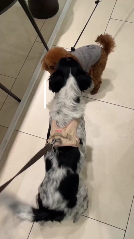 TikTok video thumbnail by sofiaborgato_