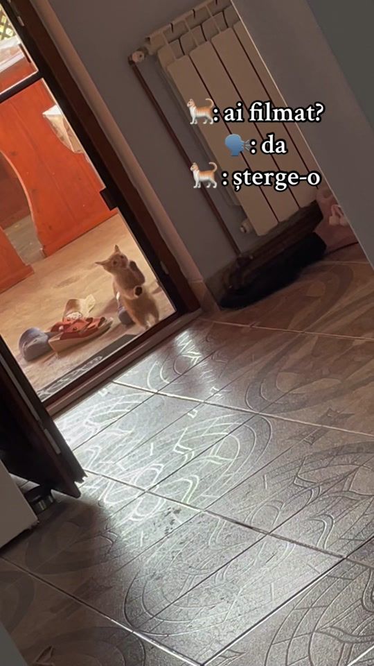 TikTok video thumbnail by stefaniafarcas1