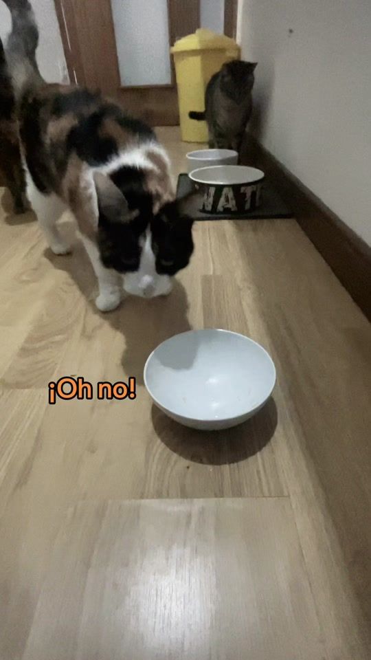 TikTok video thumbnail by cat.alekai