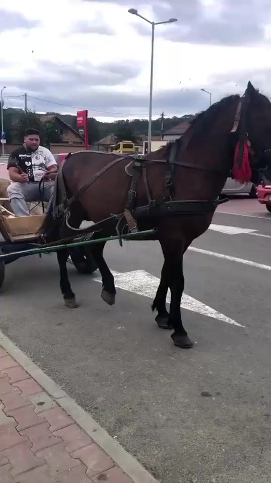 TikTok video thumbnail by ionutzoltan481