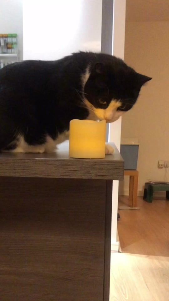 TikTok video thumbnail by crayzee_cat