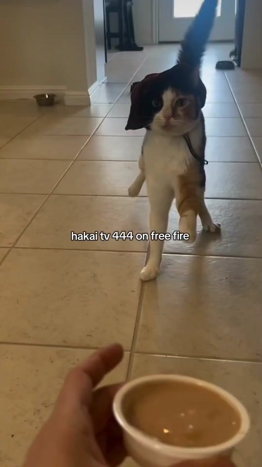 TikTok video thumbnail by azumaxxx1