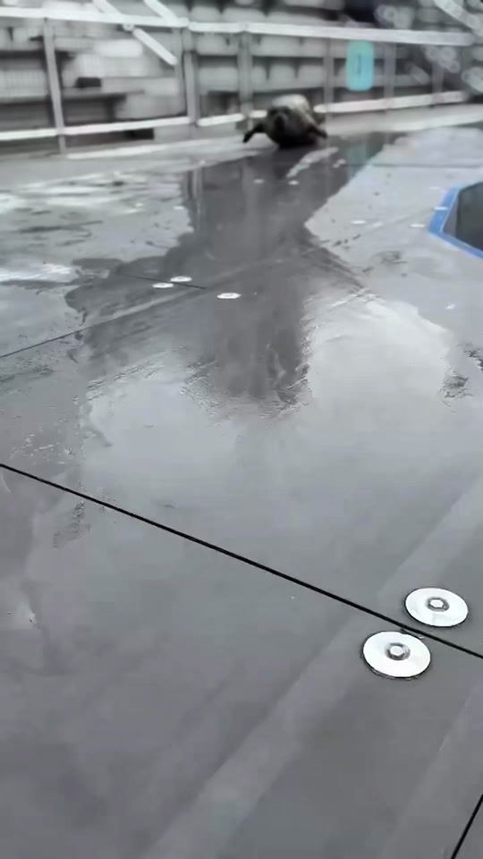 TikTok video thumbnail by rad3i_