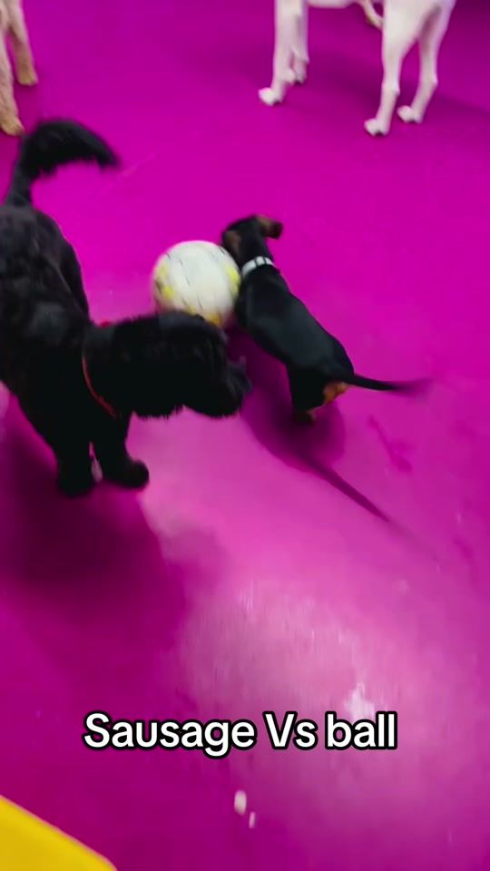 TikTok video thumbnail by cloudk9daycare