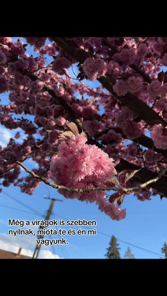 TikTok video thumbnail by domcs1h