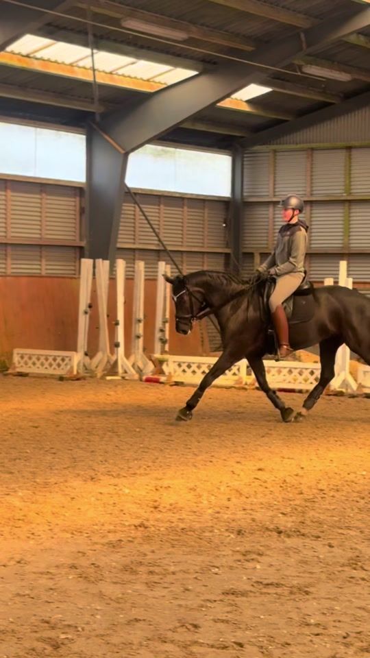 TikTok video thumbnail by dressage.lucas.thomsen