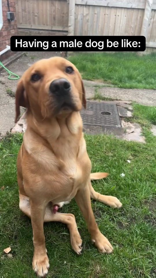 TikTok video thumbnail by rocco_theredfoxlab