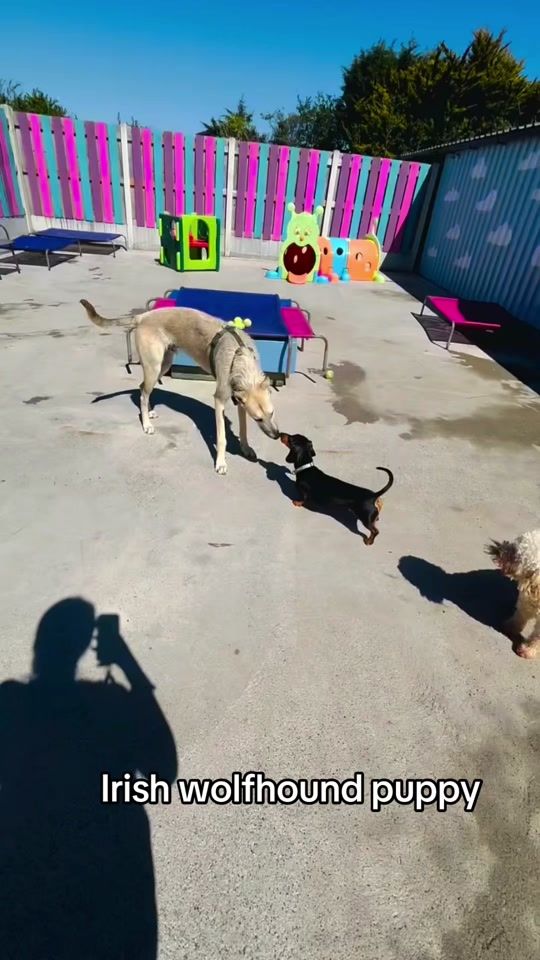 TikTok video thumbnail by cloudk9daycare