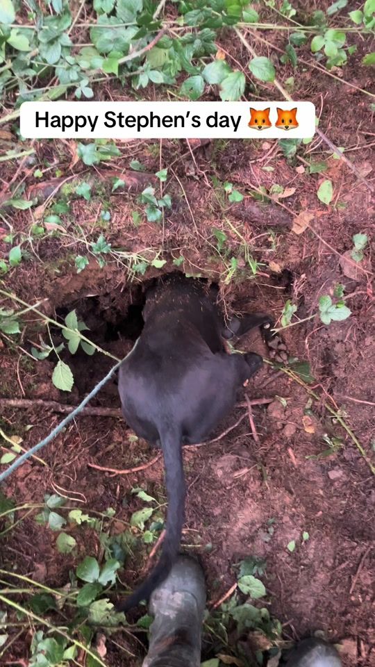 TikTok video thumbnail by joc_kennels