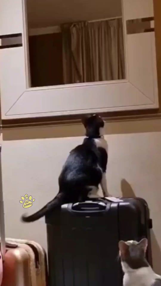 TikTok video thumbnail by ziojohnny_creator