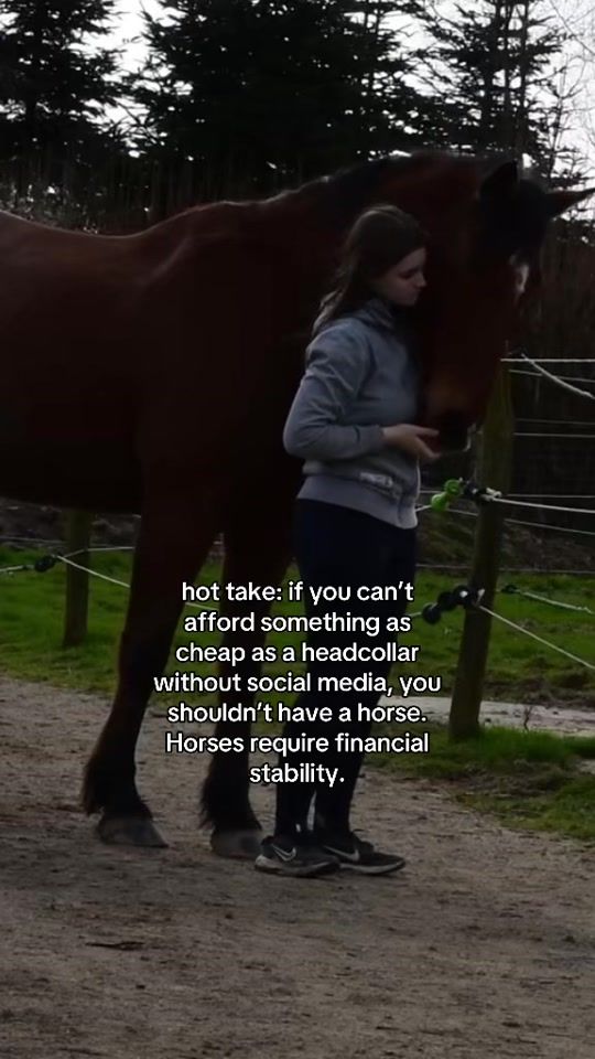 TikTok video thumbnail by rayvanshorses