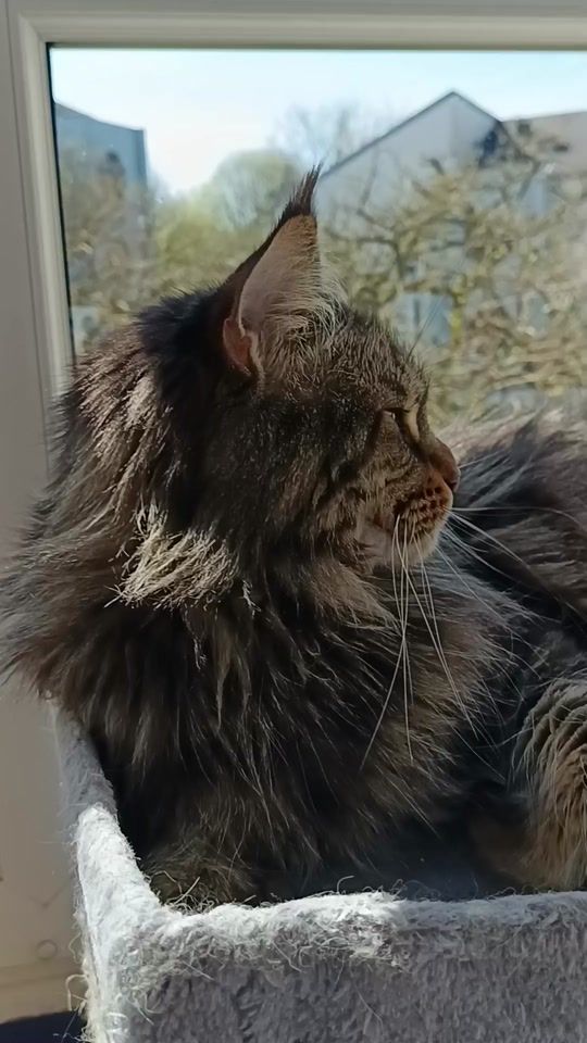 TikTok video thumbnail by royaumepeacky1