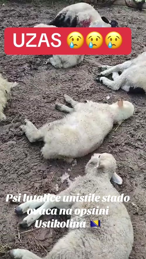 TikTok video thumbnail by almir.at