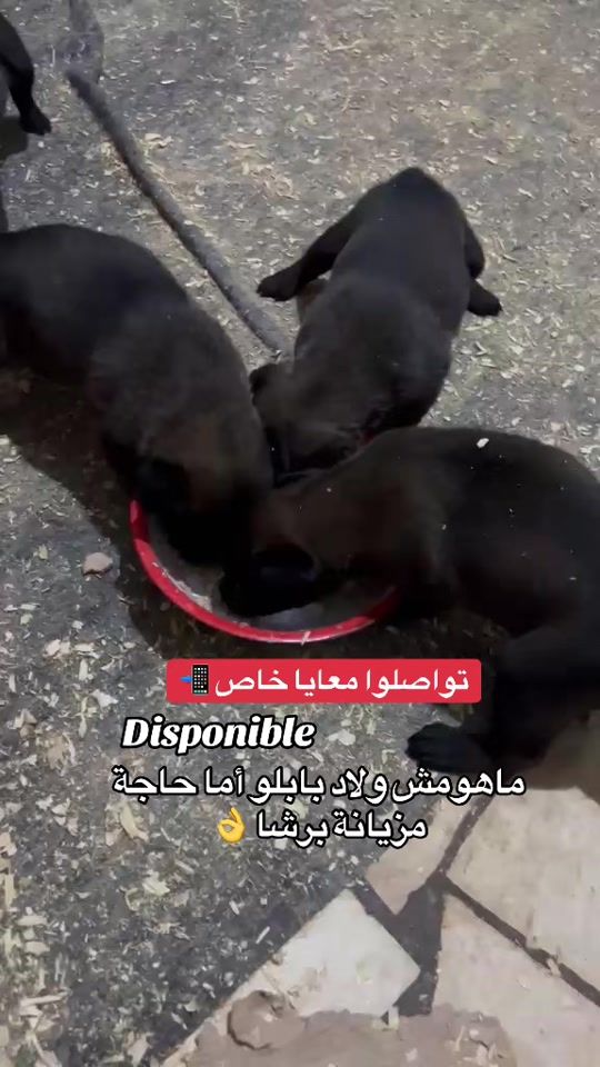 TikTok video thumbnail by pablo.kk9