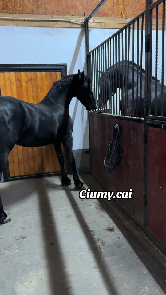 TikTok video thumbnail by ciumy.cai