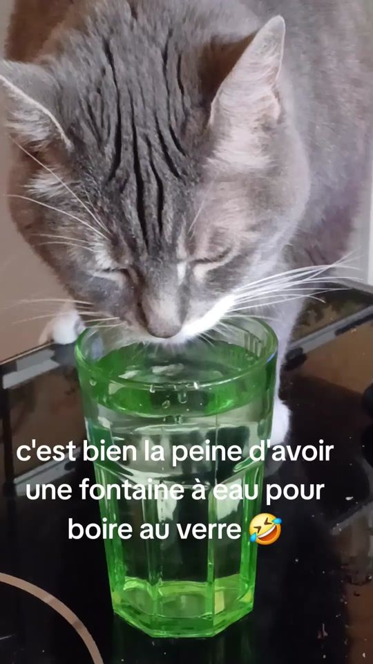 TikTok video thumbnail by gregpluton