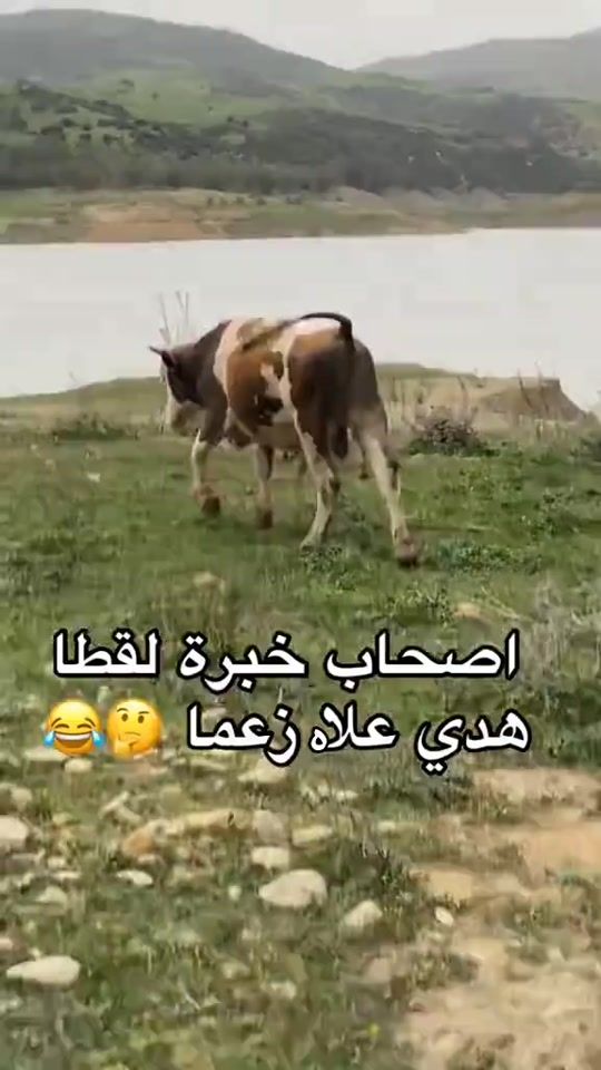 TikTok video thumbnail by bitatwjd0o4
