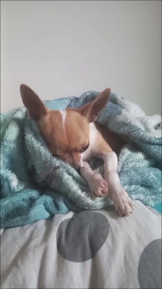 TikTok video thumbnail by tilc669
