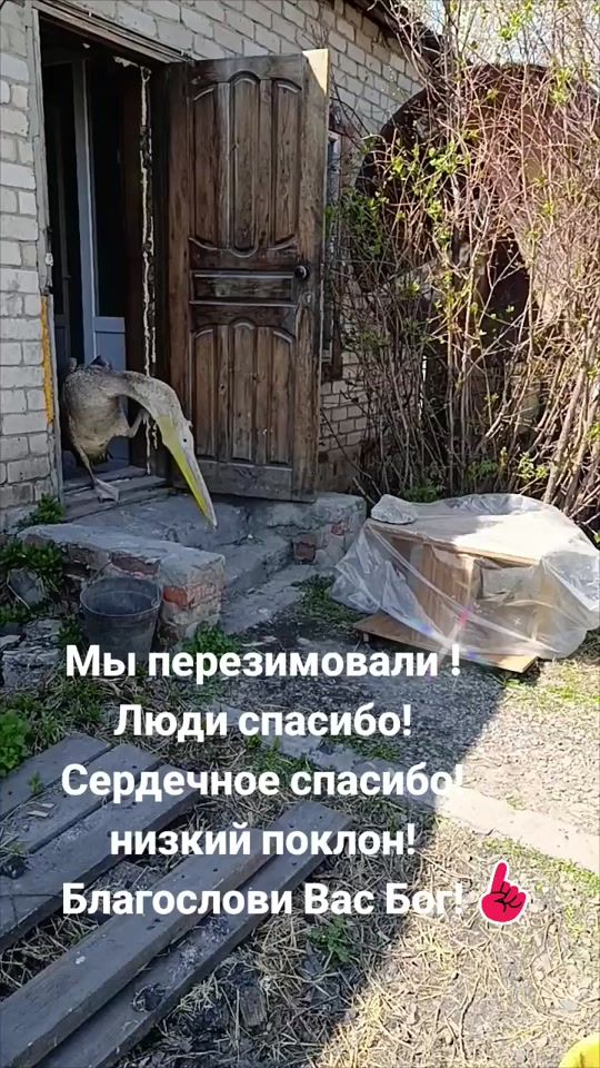 TikTok video thumbnail by tolyan_9995
