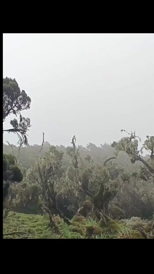 TikTok video thumbnail by afri_landscape