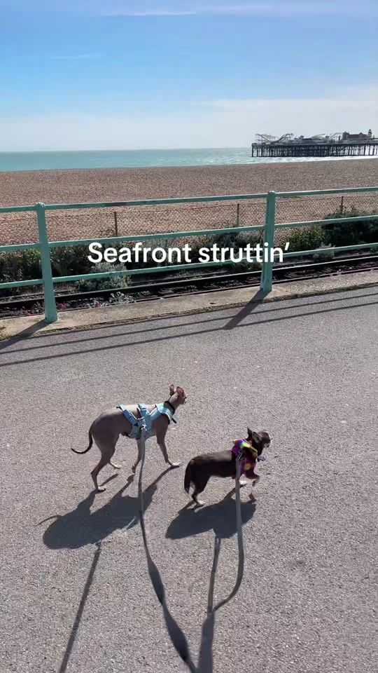 TikTok video thumbnail by iggy_n_chi