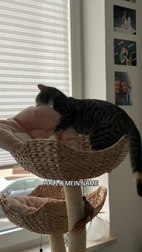 TikTok video thumbnail by eileen.tulli
