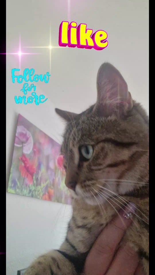 TikTok video thumbnail by cat.lovers_2025