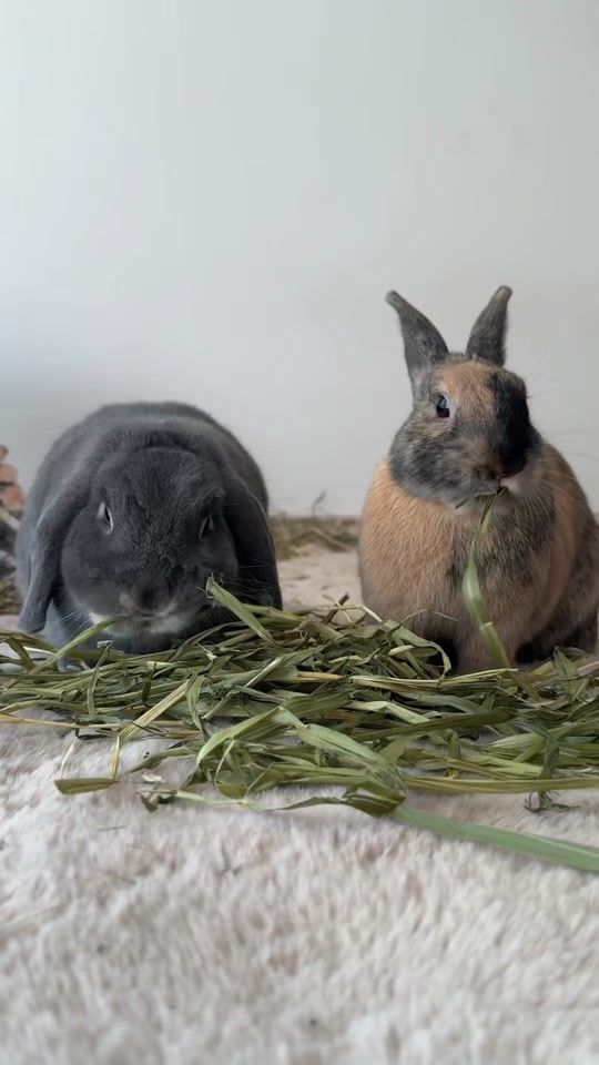 TikTok video thumbnail by bunnybenek