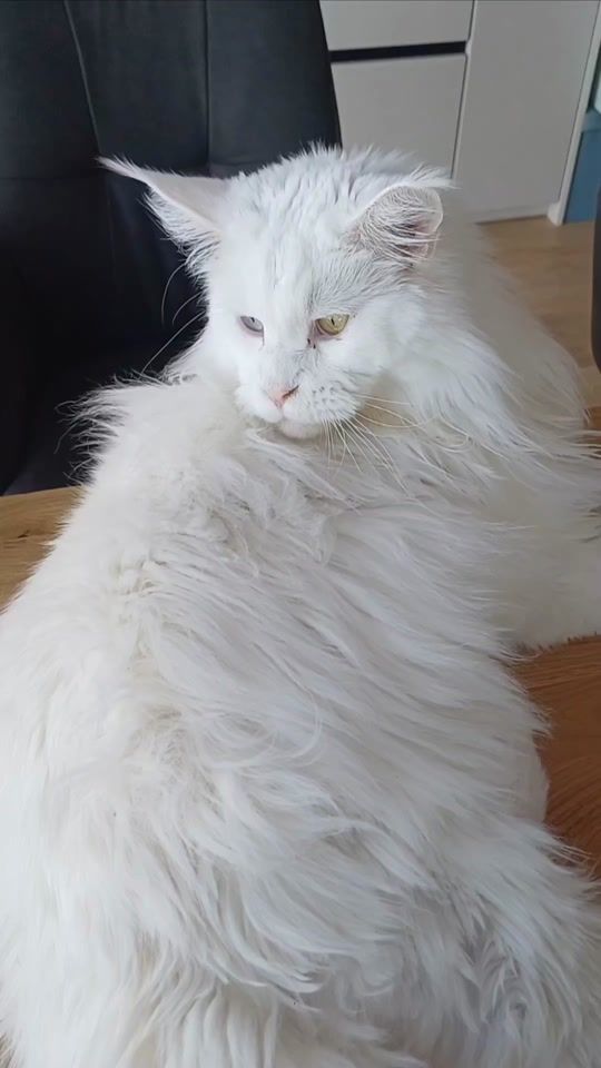 TikTok video thumbnail by lisa.esmeralda3