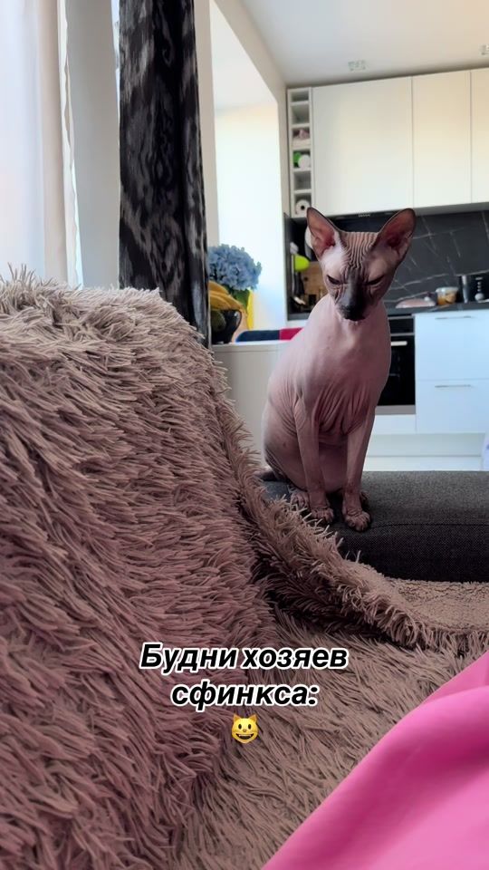 TikTok video thumbnail by moonycat_23