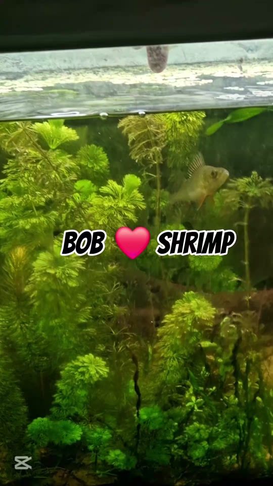 TikTok video thumbnail by bobtheperch