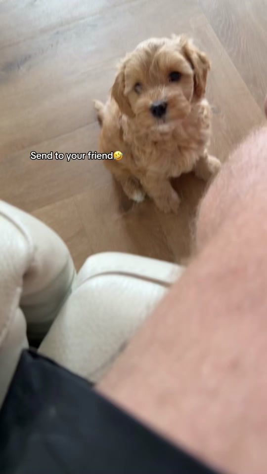 TikTok video thumbnail by procapcuttemplates