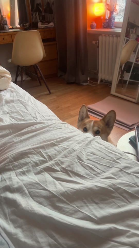 TikTok video thumbnail by rattylittledog