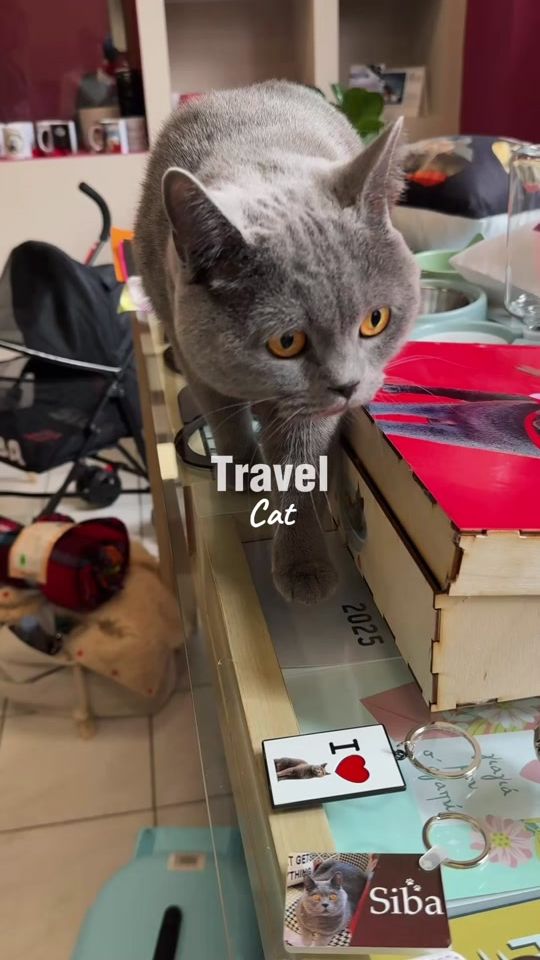 TikTok video thumbnail by siba.roman.concla