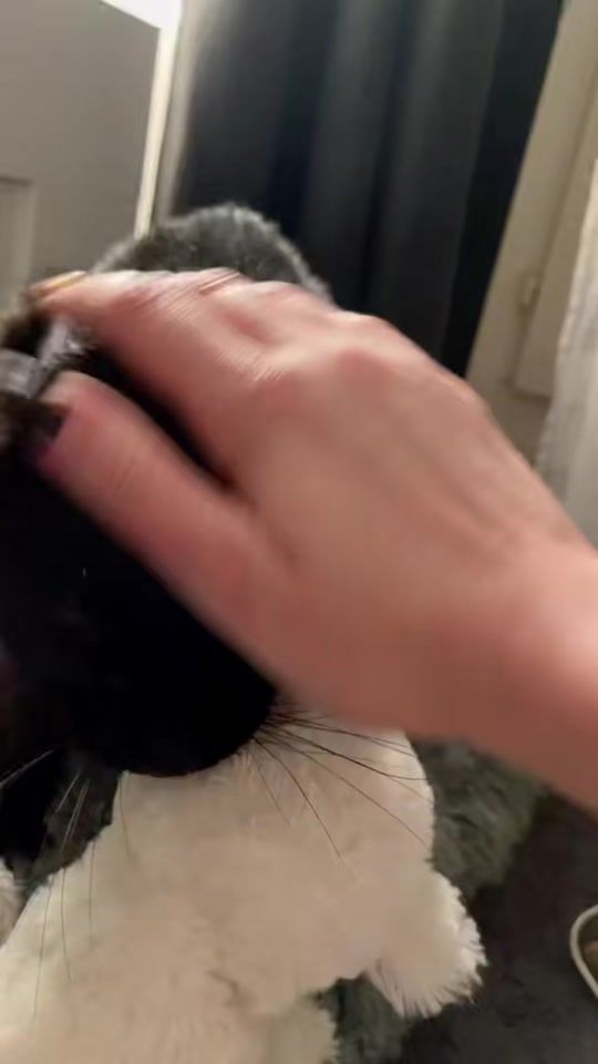 TikTok video thumbnail by stabiler_bart