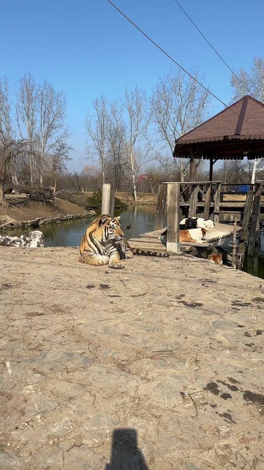 TikTok video thumbnail by i.wildlifefoundation