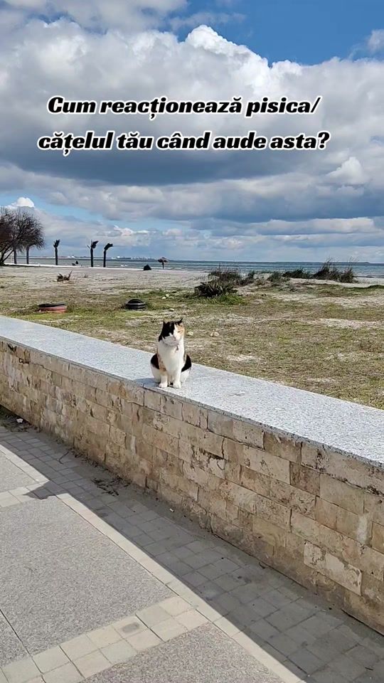TikTok video thumbnail by liviu82_