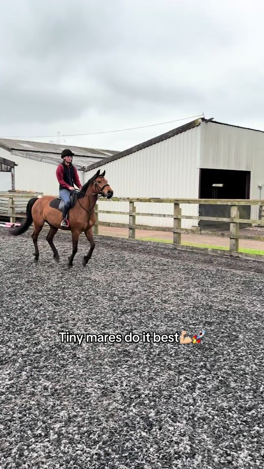 TikTok video thumbnail by lily.equestrianx