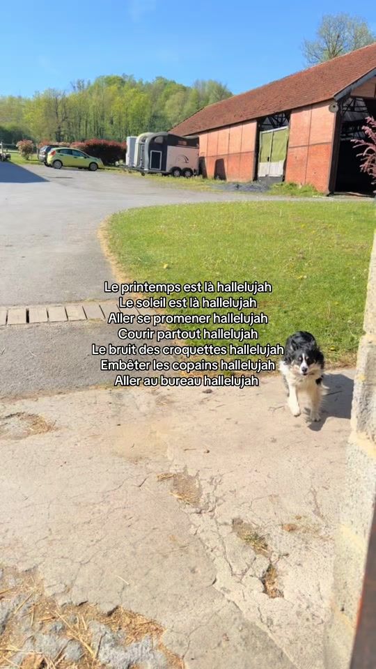 TikTok video thumbnail by chronovet