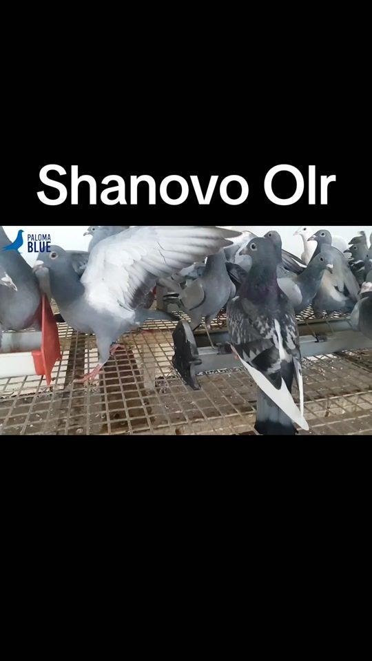 TikTok video thumbnail by olrderbyshanovo