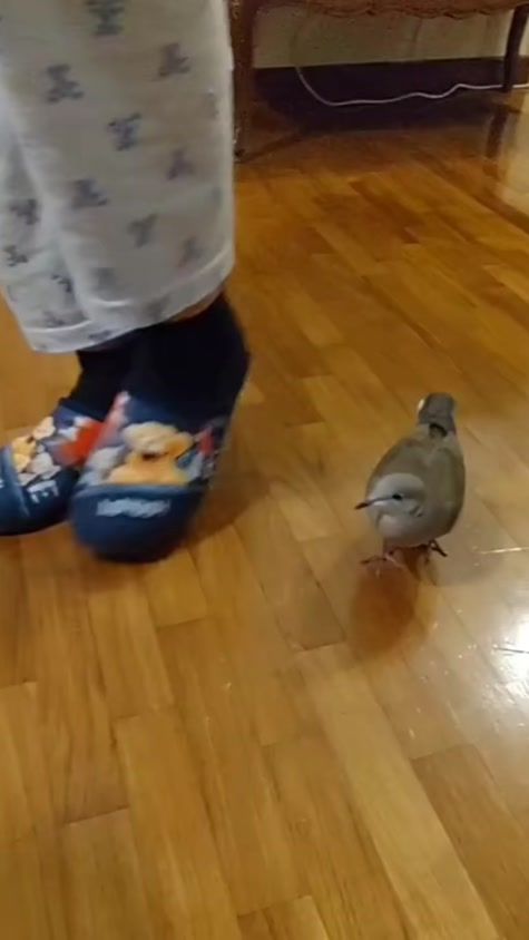 TikTok video thumbnail by houseofpippy