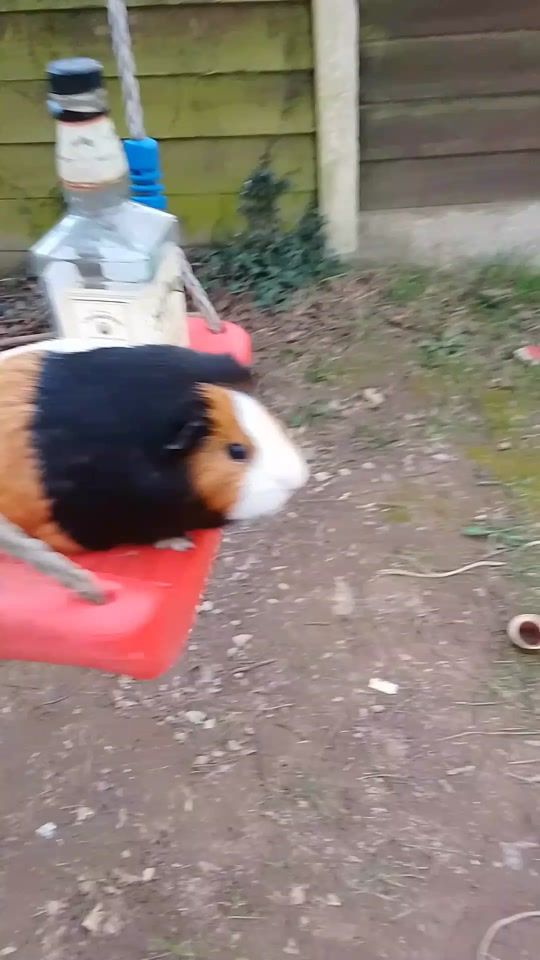 TikTok video thumbnail by animallover.zx123