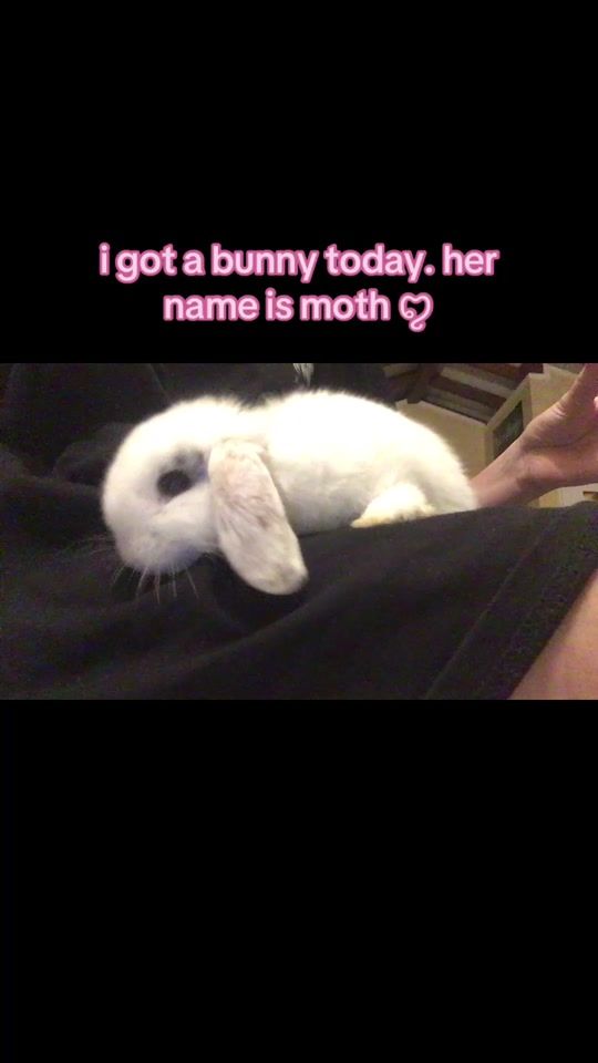 TikTok video thumbnail by pluto_rock