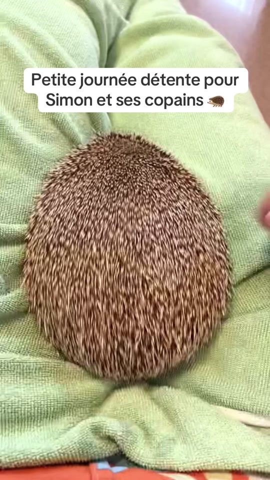 TikTok video thumbnail by simon_herisson