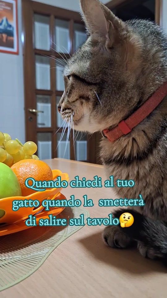 TikTok video thumbnail by mariascarola