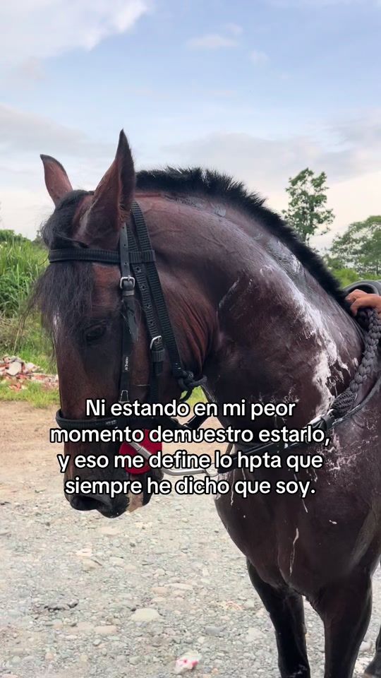 TikTok video thumbnail by reyesdelcaballoparqueado