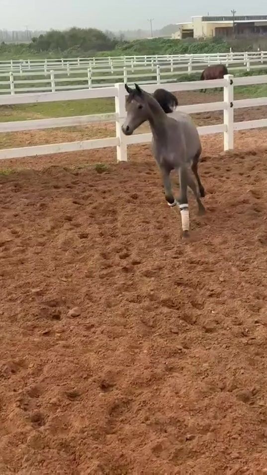 TikTok video thumbnail by mahmodhamode