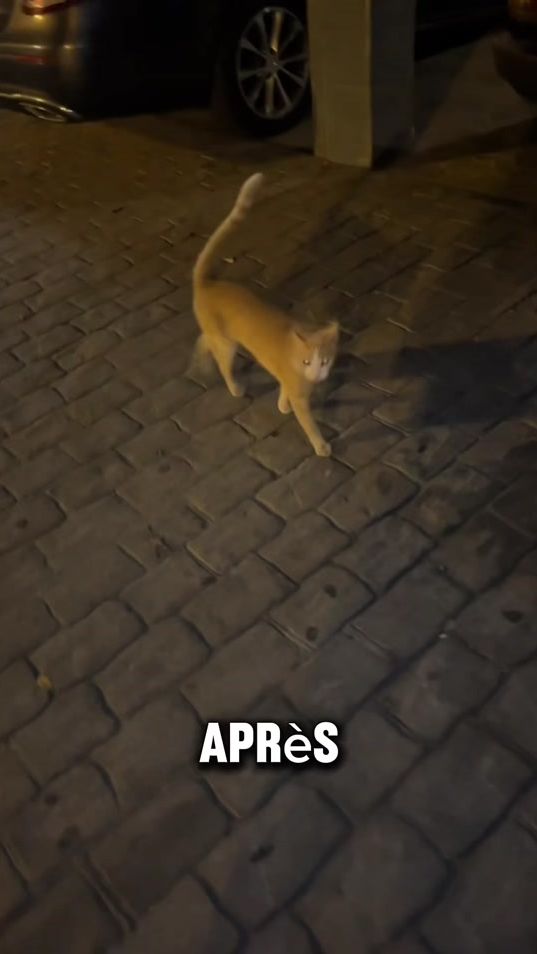 TikTok video thumbnail by dogmentality.fr