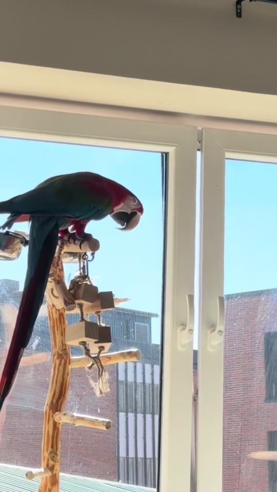 TikTok video thumbnail by ariathemacaw